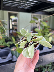  Dischidia Oiantha variegata