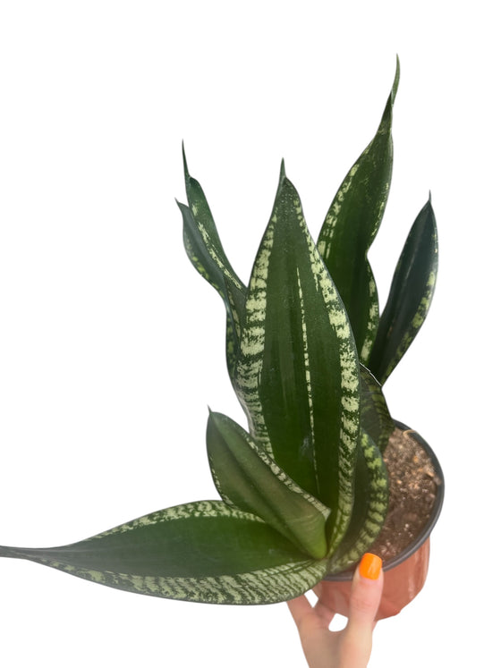 6” Sansevieria ‘Whitney’