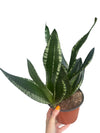 6” Sansevieria ‘Whitney’